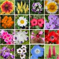 thumbnail image 3 of Geva Grow on the Go Seed Shaker Mini - Northwest Wildflower Seeds Regional Mix - Organic, Non-GMO - 100% Pure Seed - 20 Different Wildflowers Seeds of Annual and Perennial, 2oz, 3 of 4