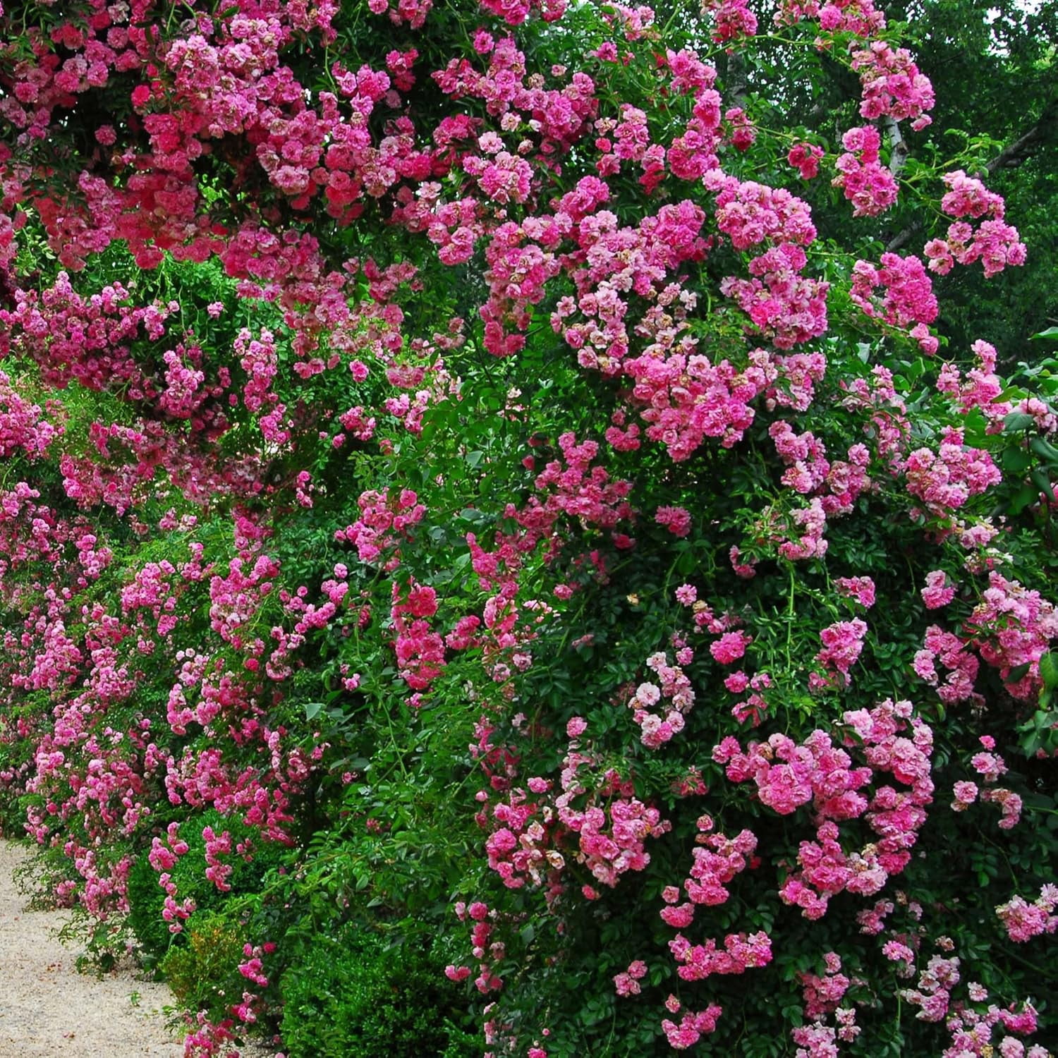 Peggy Martin Climber Rose in 1 Gal. Grower's Pot - Climbing for Trellises & Arbors - Pink Blooms - Low Maintenance
