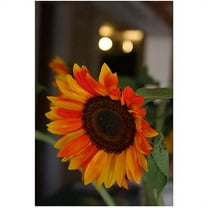 Trademark Fine Art "Sunflowers XIV" Canvas Art by Martha Guerra, 16x24