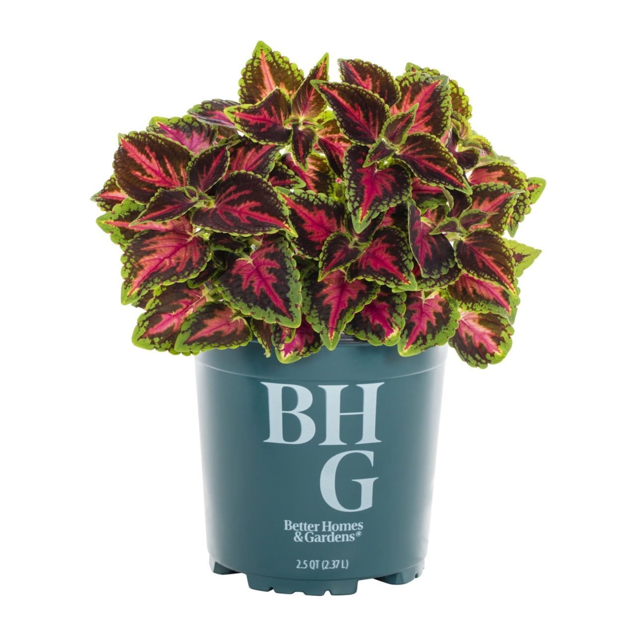 Better Homes & Gardens Coleus Live Annual Plant, Multicolor, 3-Pack, 2QT