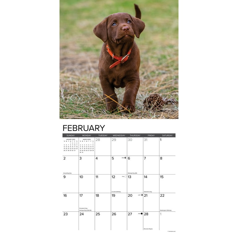 Chocolate Lab Puppies 2025 Wall Calendar - Walmart.com chocolate-lab-puppies-2025-wall-calendar-walmart-com