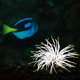 thumbnail image 2 of Anémona de mar de silicona artificial con efecto brillante para el tanque de pescado Decoración Romacci  Anémona de mar, 2 of 7