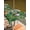 Green, variant on Green Gnomes St. Patrick's Day Outdoor Tablecloth - 60x84 Inch Rectangle Dining Table Cover, Lucky Clovers Rainbow Waterproof Outdoor Table Cloth with Umbrella Hole & Zipper for Picnic/Patio/Party