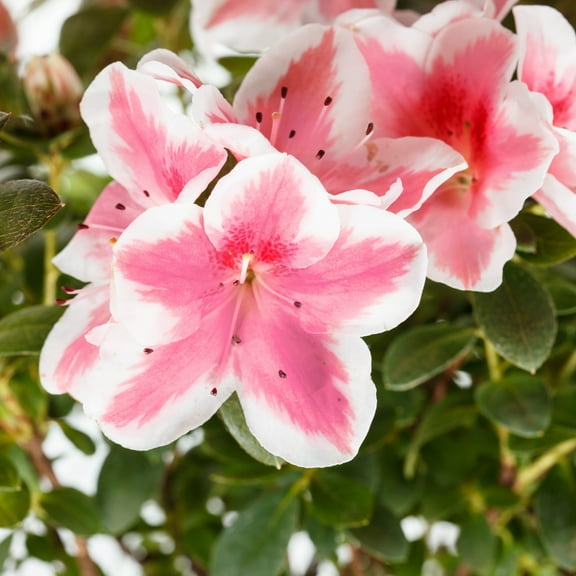 National Plant Network Live Shrub 1 gal Azalea 'Conversation Piece' with Partial Sun
