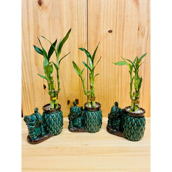 15" Green Lucky bamboo Live Plants in Ceramic Pot