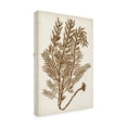 thumbnail image 2 of Vision Studio 'Sepia Seaweed IV' Canvas Art, 2 of 3