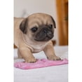 thumbnail image 2 of Pug Mopping The Floor - Ultra Realistic Garden Statue, 2 of 4