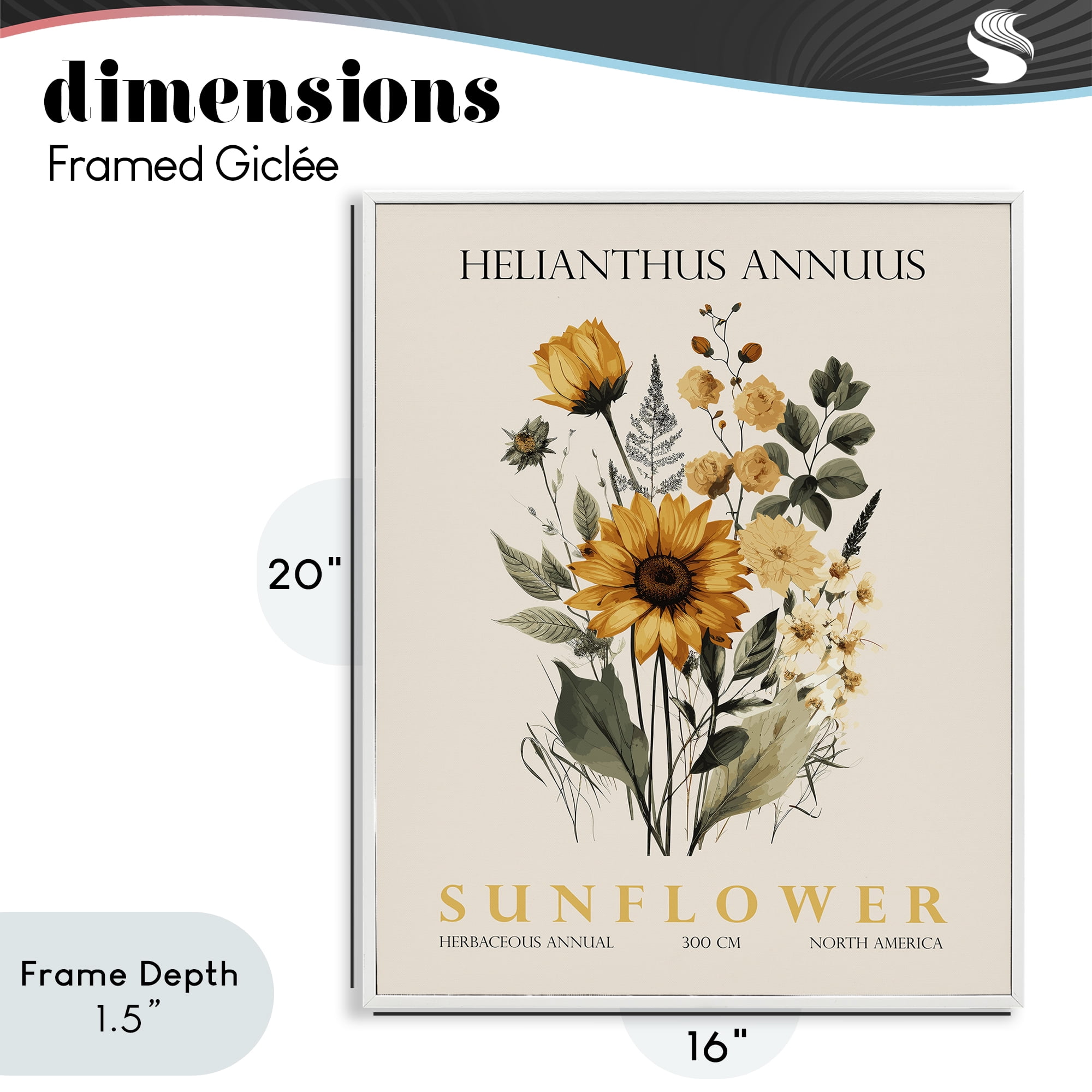 Stupell Industries Natural Sunflower Bundle White Framed Giclee Art, design by Christopher Giampietro