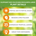 thumbnail image 3 of Garden State Bulb Colocasia Esculenta Large Elephant Ear Bulbs, 11/13 inches (Bag of 5), 3 of 8