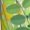 Plants And Insects, variant on Sunflower3 Men's Beach Shorts, Surfing shorts, Swim trunks, Quick Dry Swim Trunks for Surfing Beach Fun - Large