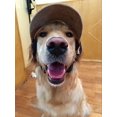 thumbnail image 4 of Pet Dog Sports Sun Hat Sunscreen Suitable for Small, Medium and Large Dogs Brown M, 4 of 5