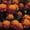 Spry (yellow w/maroon collars), variant on French Marigold Flower Garden Seeds - Janie Series - Harmony - 1000 Seeds - Annual Flower Gardening Seeds - Tagetes patula