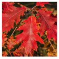 Northern Red Oak Tree, Vibrant Foliage, Deciduous, Tall, Acorn