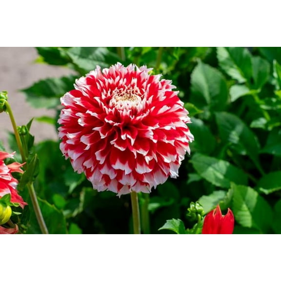 Noel Dahlia - Dinnerplate Fimbriata Flower - #1 Size Root Clump - NEW