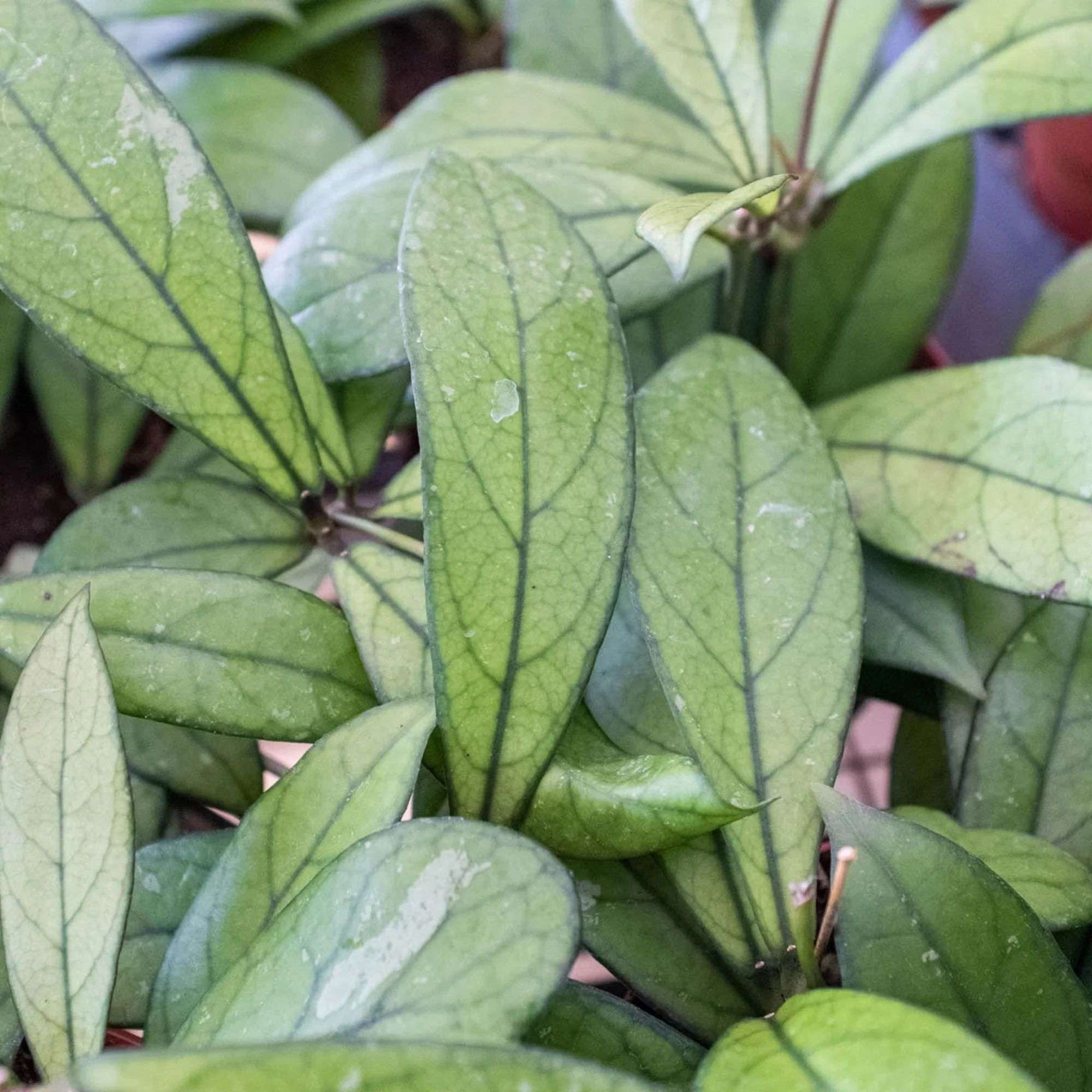 Hoya Crassipetiolata Live Plant for Indoor | Different Houseplants in 4'' & 6'' Pot | Real House Plant for Living Room, Office, Desk & Bathroom | Hoya crassipetiolata