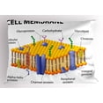 thumbnail image 1 of Educational Pillow Sham Detailed Diagram of Membrane Cell Structure Types of Protein Molecules, Decorative Standard Queen Size Printed Pillowcase, 30 X 20 Inches, Yellow Blue Green, by Ambesonne, 1 of 2