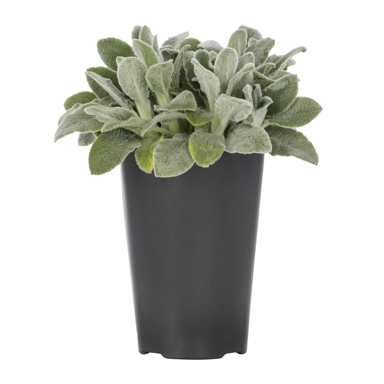 Expert Gardener 2QT Silver Stachys Live Perennial Plant Sun 3 -Pack