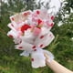 thumbnail image 3 of Cartoon Hello Kitty Plush Bouquet Plush Doll Toy Kids Toys Stuffedn Animals Christmas Valentine Graduation Birthday Gifts, 3 of 5