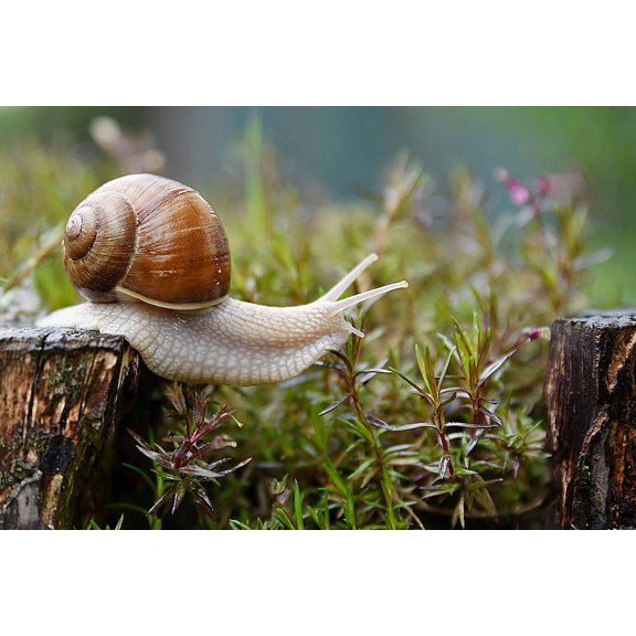 Wall Art Impressions 35x24in Photographic Print Poster Snail Garden Conch Nature Animal