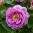 thumbnail image 2 of Arctic Blue Dormant Bare Root Floribunda Rose, Includes one dormant plant per order, 2 of 4