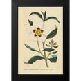 thumbnail image 2 of Wild Apple Portfolio 11x14 Black Modern Framed Museum Art Print Titled - Herbal Botanical XXVII, 2 of 5