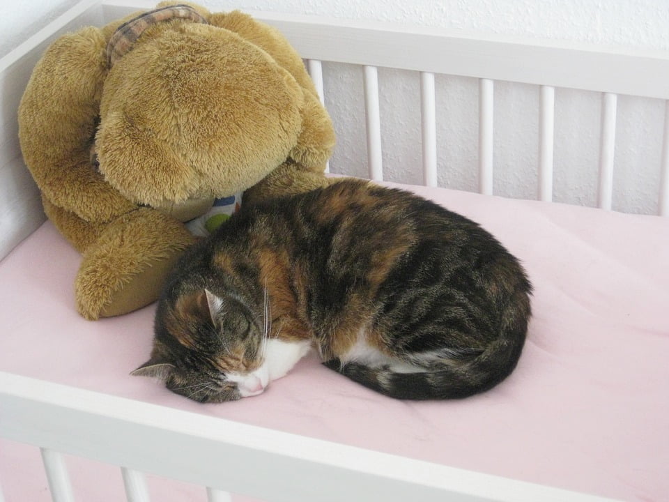 cute cat teddy