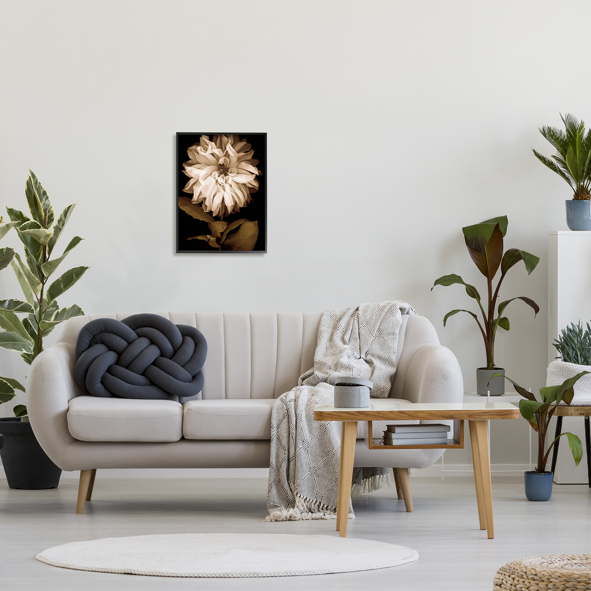 Stupell Modern White Chrysanthemum Petals Botanical & Floral Photography Black Framed Art Print Wall Art
