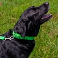 thumbnail image 3 of HSHDLDF Collier pour Chien en Nylon Robuste Vert Lime Chaud Martingale 21 Options de Couleurs Vibrantes (Largeur 1 Pouce, Moyen), 3 of 7
