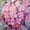 Hortensia rosa, variant on Diamond Painting Kit, Adult Craft Kit, Diamond Art Kit, 40×40 cm (Unframed),Hortensia rosa
