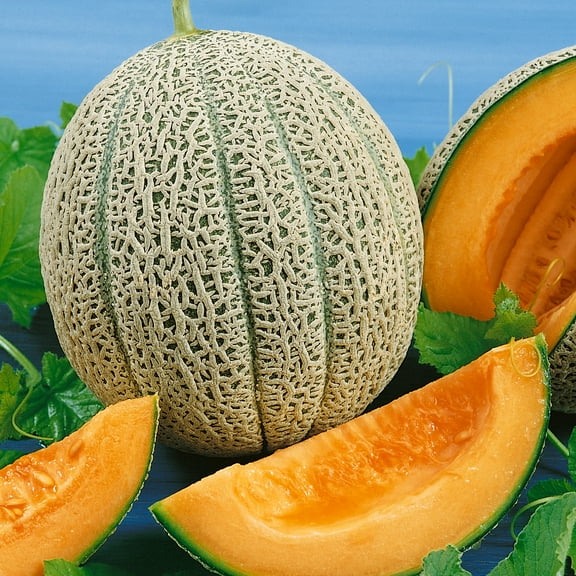 Hales Best 45 PMR Melon Seeds - 3 g Packet ~100 Seeds - Non-GMO, Heirloom - Fruit & Vegetable Garden - Cucumis melo