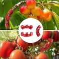 thumbnail image 3 of Sujetador de entrenamiento de bajo estrés con clip para sujetar ramas de plantas, 45 piezas, 3 of 4