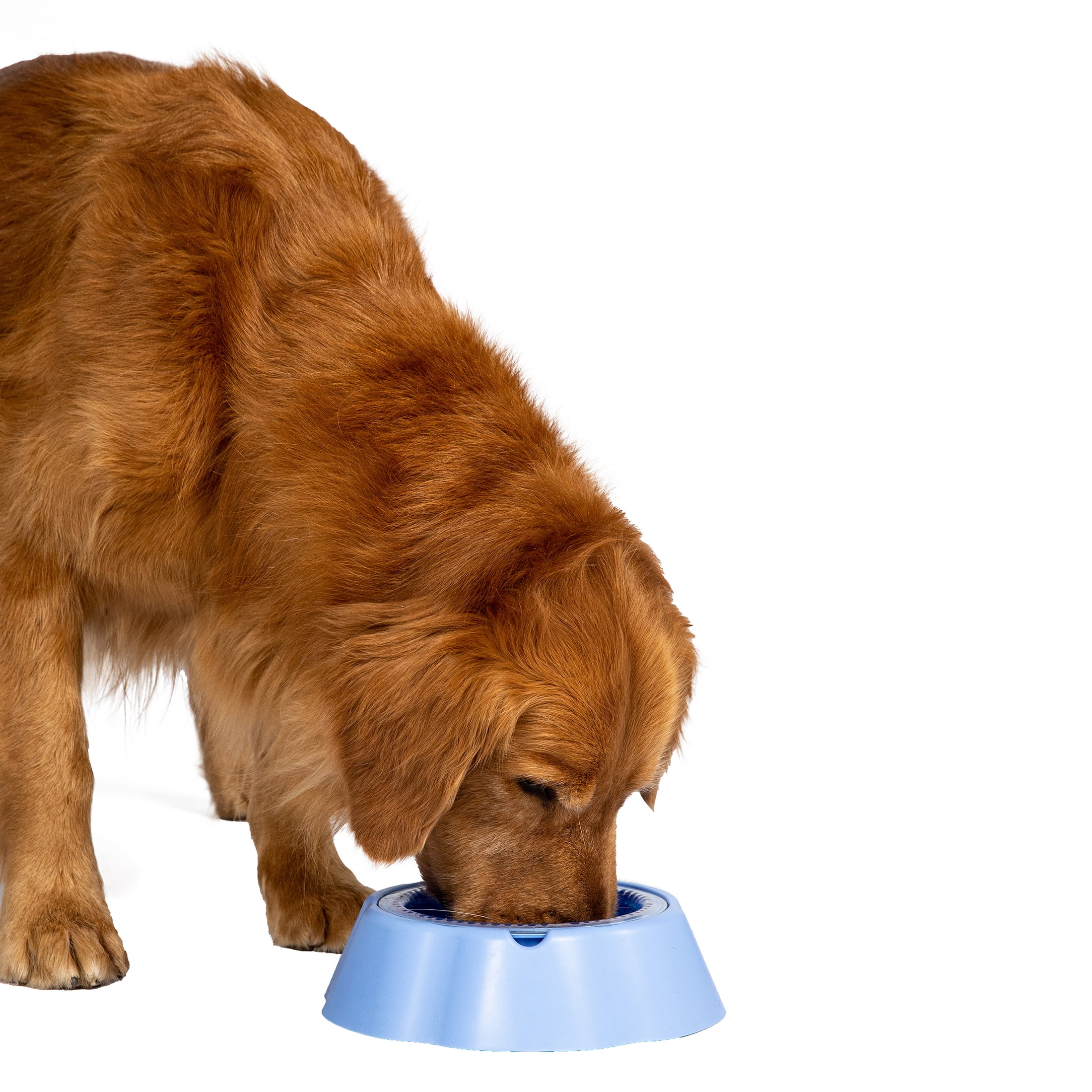 Vibrant Life Pet Cooling Bowl for Dogs and Cats
