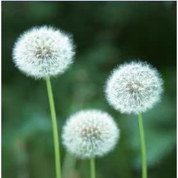 HJADGG NO-GMO 350 Seeds, Dandelion Seeds Taraxacum officinale Gardening Seeds Heirloom Seeds