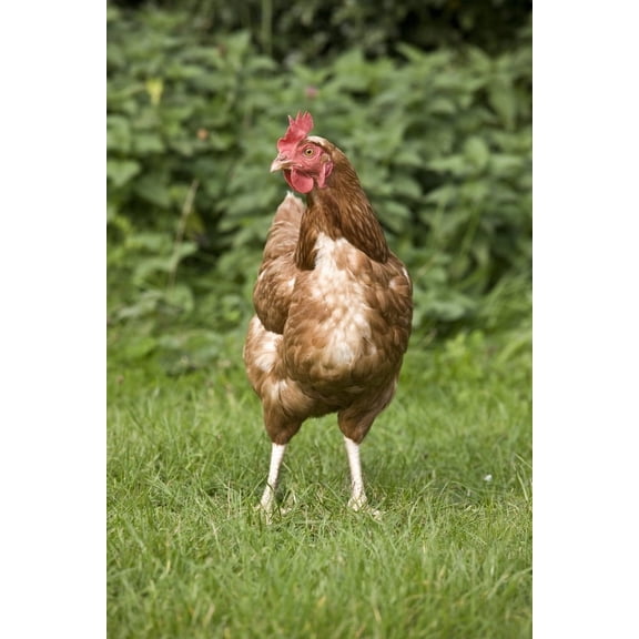 Posterazzi DPI1843869 Rooster Poster Print, 12 x 18