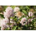 thumbnail image 6 of 20 White NEW JERSEY TEA Hummingbird Flower Ceanothus Americanus Shrub Seeds, 6 of 7
