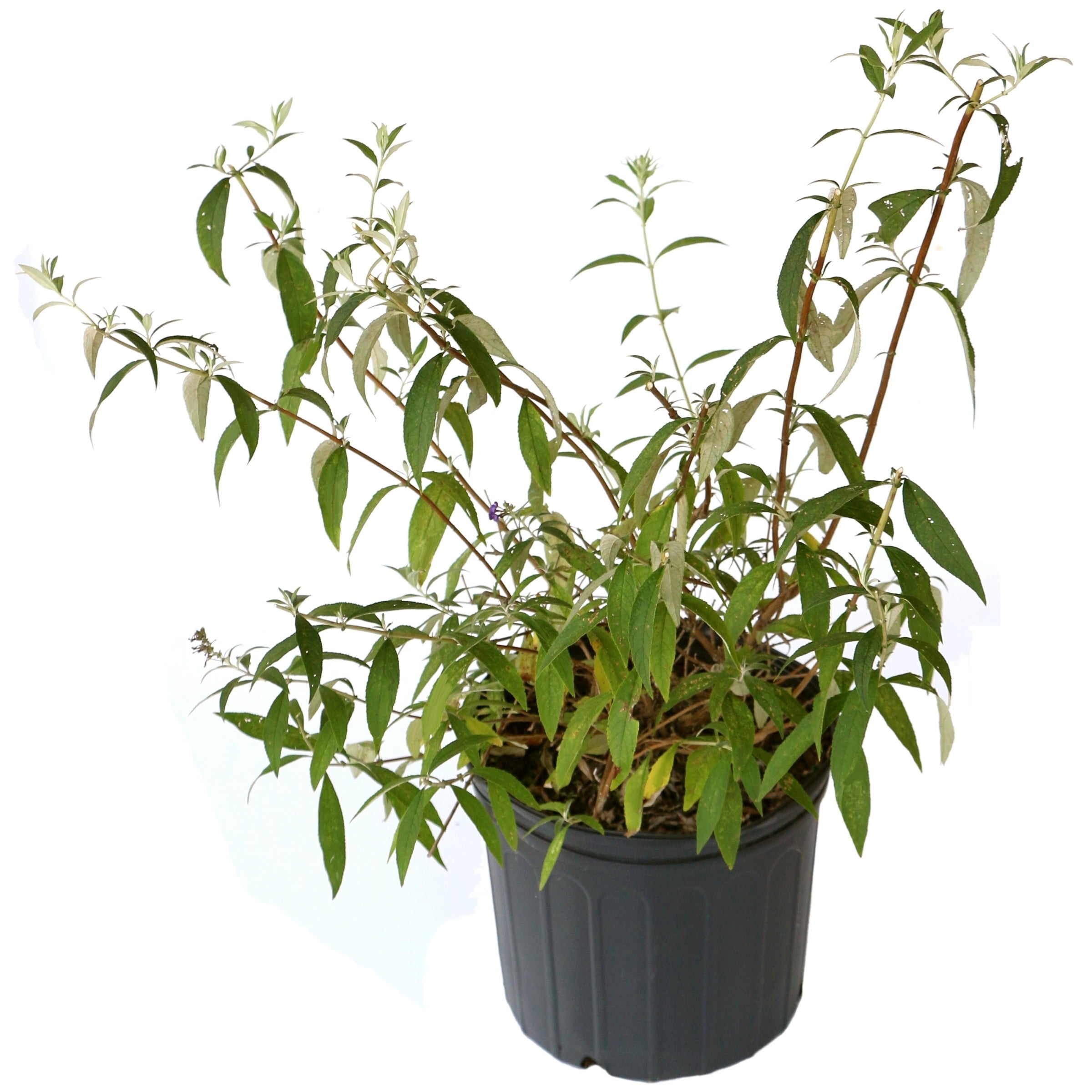3 gal. Buddleia True Blue Shrub with Blue Flowers