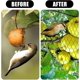 thumbnail image 4 of Garden Bird Net 13 X 33 Pies Resistente A Las Aves Protección Verde Frutas Y Verduras Reutilizable,11 Feliz Sencillez, 4 of 4