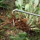 thumbnail image 5 of Gancho para herramienta de deshierbe y jardinería, artefacto para arrancar hierba, familia de flores, pala pequeña, pala de Canola, estrangulador de dibujo de acero inoxidable, 1 Uds. JM, 5 of 5