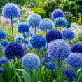 thumbnail image 2 of Allium Bulbs - Ideal for Beds Borders, Plant Pots & Planters, Low Maintenance, 2 of 6