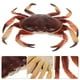 thumbnail image 4 of Modelo de cangrejo de simulación realista, modelo educativo de plástico para simulación de cangrejo, modelo de animal artificial, 4 of 7