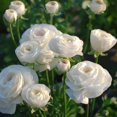 thumbnail image 1 of HJADGG Ranunculus Bare Roots for Planting Canada, Perennial Flower Ranunculus, Easy to Grow, Ranunculus Bare Roots for Spring and Autumn Planting Home Garden Indoor and Outdoor(Courchevel,10 Pack), 1 of 6