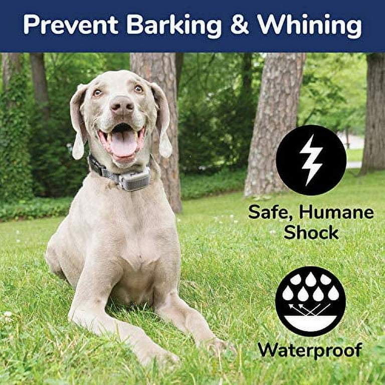 PetSafe Basic Bark Control Collar for Dogs 8 lb. and Up, Anti-Bark Training  Device, Waterproof, Static Correction, Canine - Automatic Dog Training