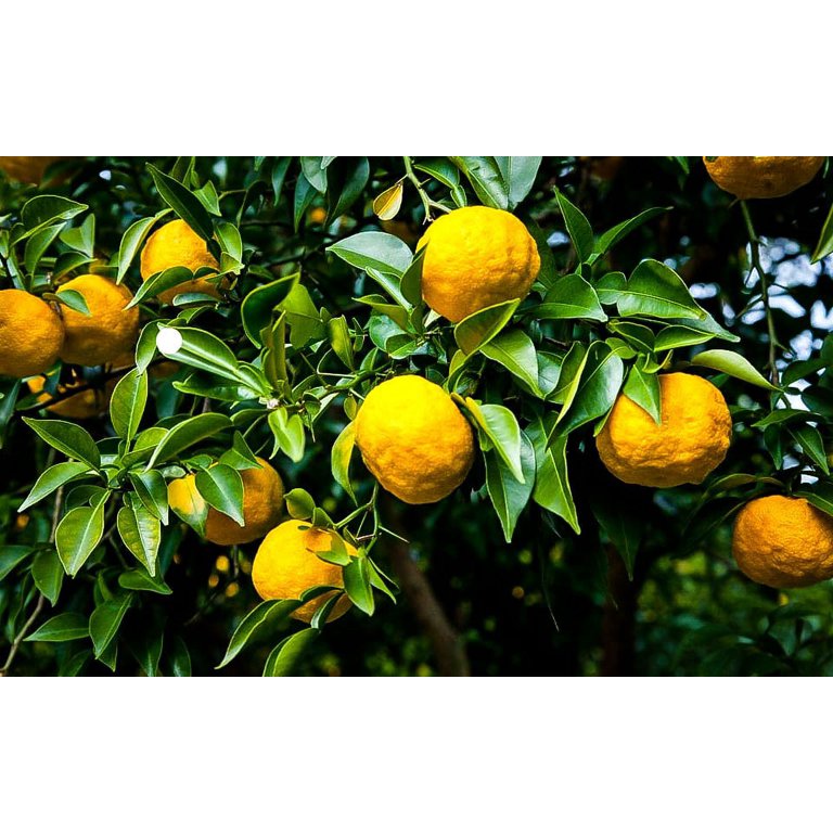 Garden Docs: Can I grow Sumo Citrus in Sonoma County?