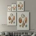 thumbnail image 4 of Knorr Shells & Coral I Premium Gallery Wrapped Canvas - Ready to Hang, 4 of 9