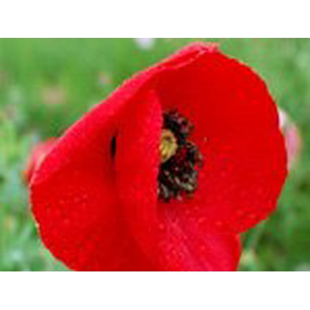 Puppy Flower - The Dirty Gardener Papaver Rhoeas Red Corn Poppy Flower Seeds - 1 Ounce