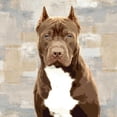thumbnail image 3 of Rodgers, Keri 20x20 Black Modern Framed Museum Art Print Titled - Pit Bull, 3 of 5