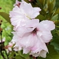 thumbnail image 4 of Peppermint Smoothie Rose of Sharon Hibiscus syriacus, Vibrant Blooms, Pollinator Friendly, Deciduous Shrub, Garden Border, Container Plant, Non-Toxic Pet 5 Gallon, 4 of 14