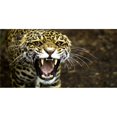 thumbnail image 1 of Leopard Photo Plaque License, 1 of 1