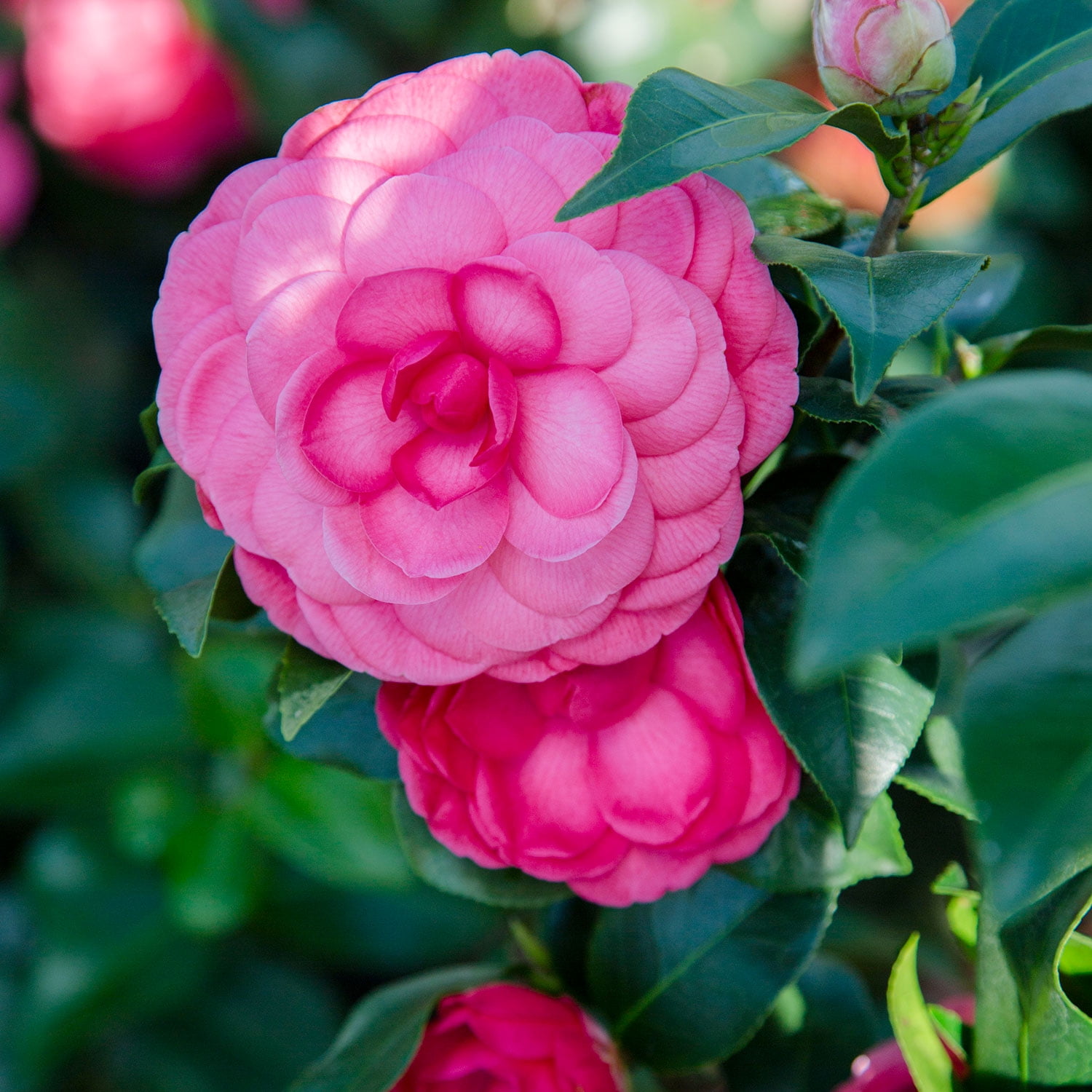 Southern Living Early Wonder Camellia Bush Live Shrub in 2.5-Quart Grower Pot