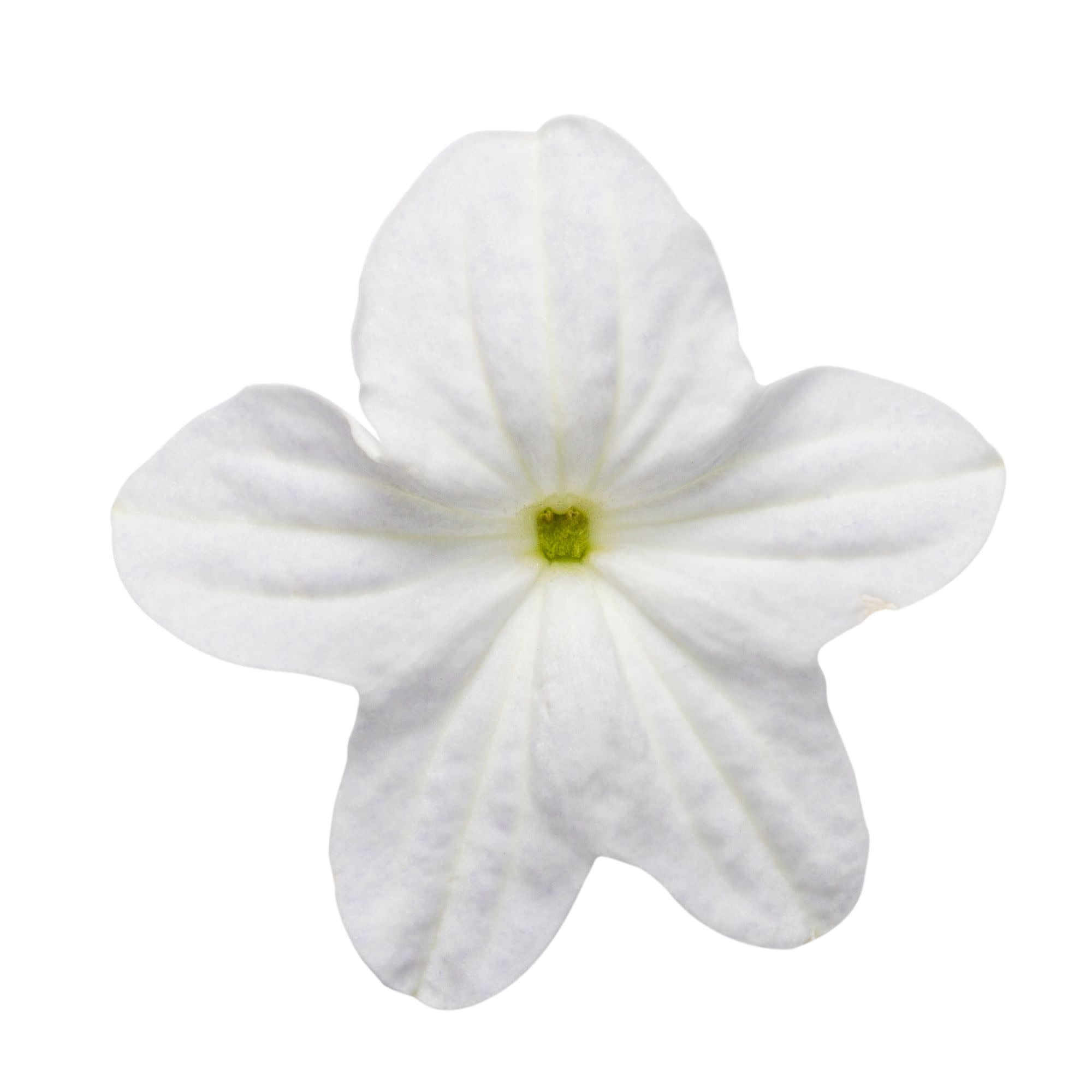 Proven Winners 4" White Endless Flirtation Bush Violet Live Plant in 4.25" Pot (4 Count)